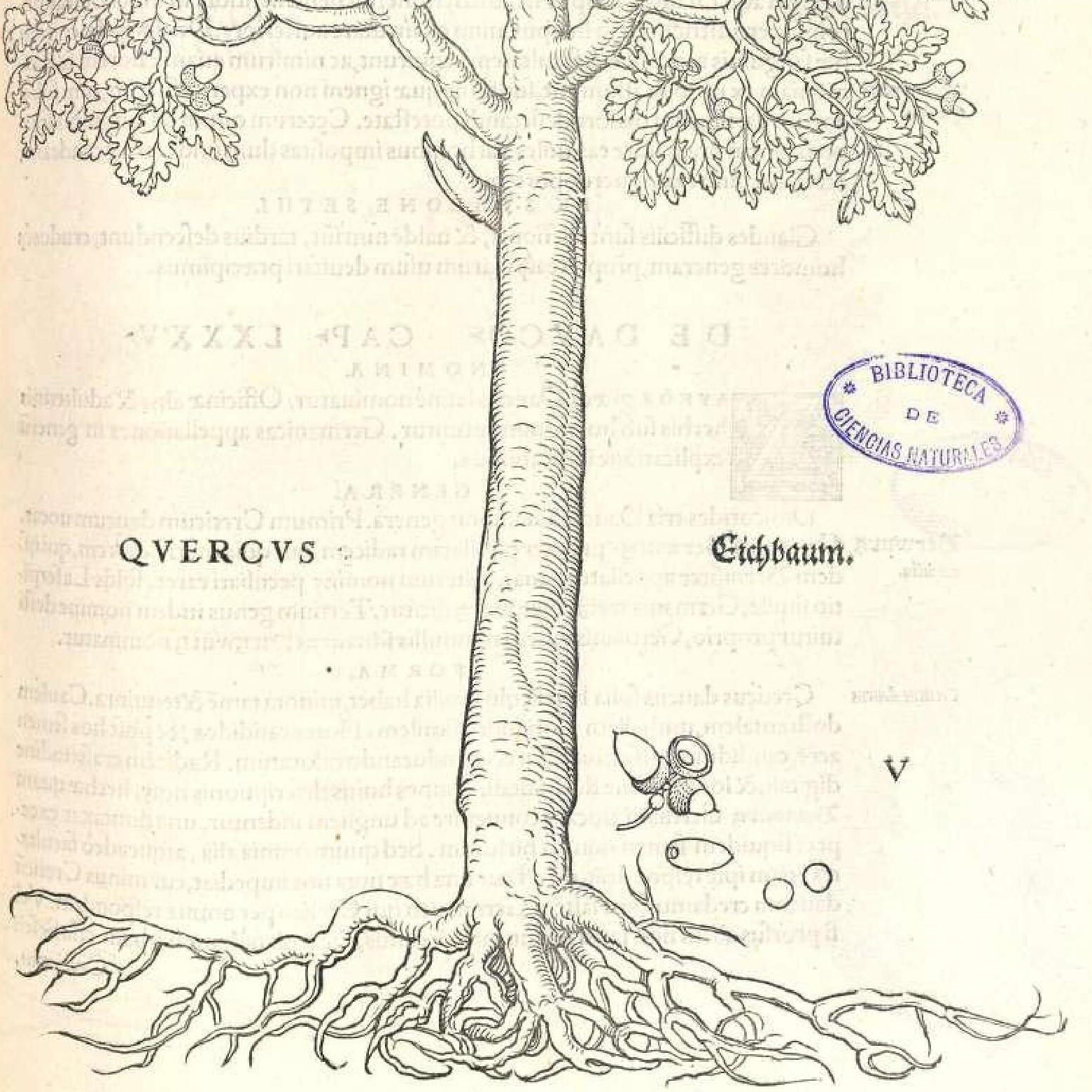 15905482065ecdd6ee8c487_FUCH_Hist_Stirp_1542_000256