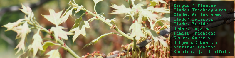quercusilicifolia_banner