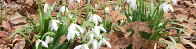 snowdrop_banner